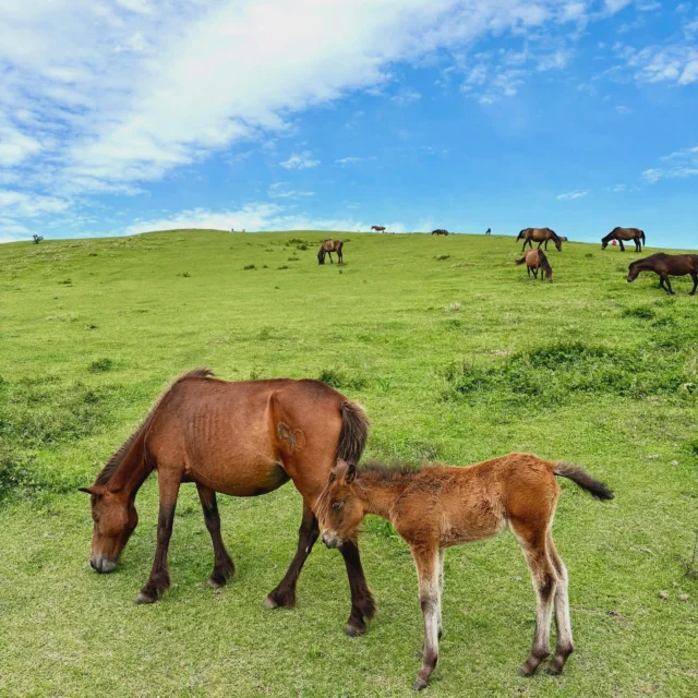 .
\ 🐴春駒誕生！都井岬🐴　/

📍#串間市 #都井岬 

梅雨の合間のわずかな晴れ間を狙って都井岬へ🚗

都井岬には今年の春に誕生したばかりの9頭の春駒がいます🙌

お母さん馬に寄り添って歩いたり、眠くなって芝の上に座り込んだり、、さまざまなかわいい春駒の姿に癒されます😌

この日は馬以外の珍客アナグマにも遭遇！（写真4枚目をチェック🦡）

青い空と太平洋、新緑の緑と野生馬たちに圧倒され、心身リフレッシュできました🐴

みなさんもぜひ✨

#春駒 #御崎馬 #都井 #仔馬 #といみさき #miyazaki_countryside #宮崎観光 #宮崎暮らし #宮崎移住 #地域活性化